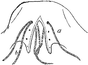 Fig. xxix. Fig. xxix.
