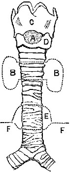 Fig. xxxi. Fig. xxxi.