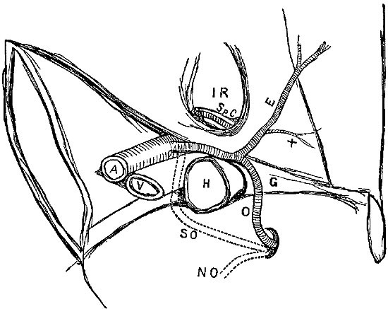 Fig. xxxii. Fig. xxxii.