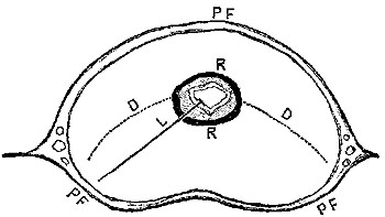 Fig. xxxiv. Fig. xxxiv.
