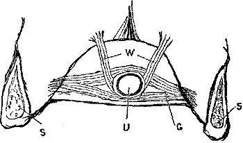 Fig. xxxv. Fig. xxxv.