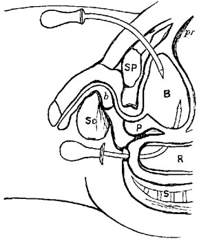 Fig. xxxvi. Fig. xxxvi.