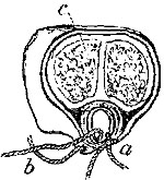 Fig. xxxviii. Fig. xxxviii.