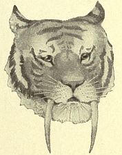 head of striped sabertooth