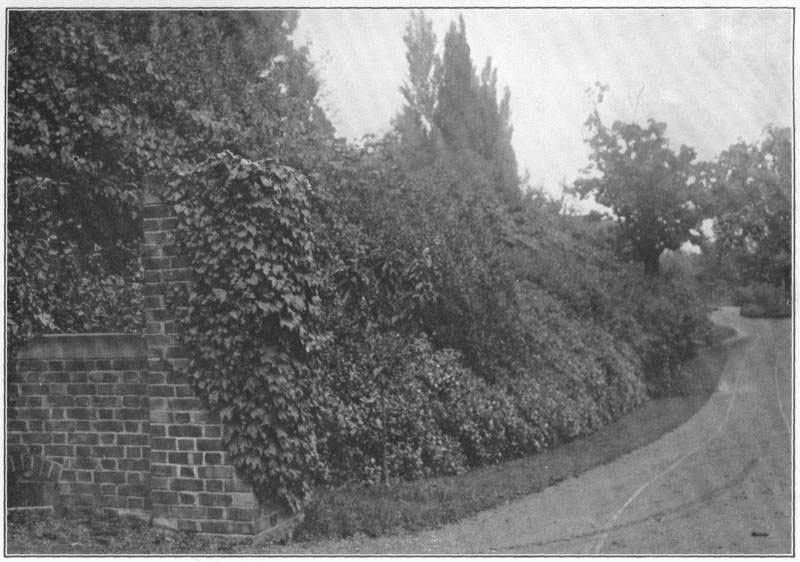 IX. A rocky bank covered with
permanent informal planting.