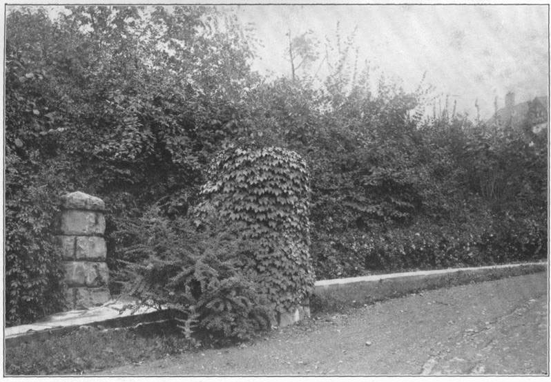 VIII. A well-planted
entrance. Common trees and bushes, with Boston ivy on the post, and _Berberis
Thunbergii_ in front.