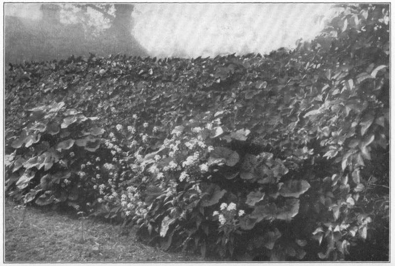 XIV: Virginia creeper
screen, on an old fence, with wall-flowers and hollyhocks in front.