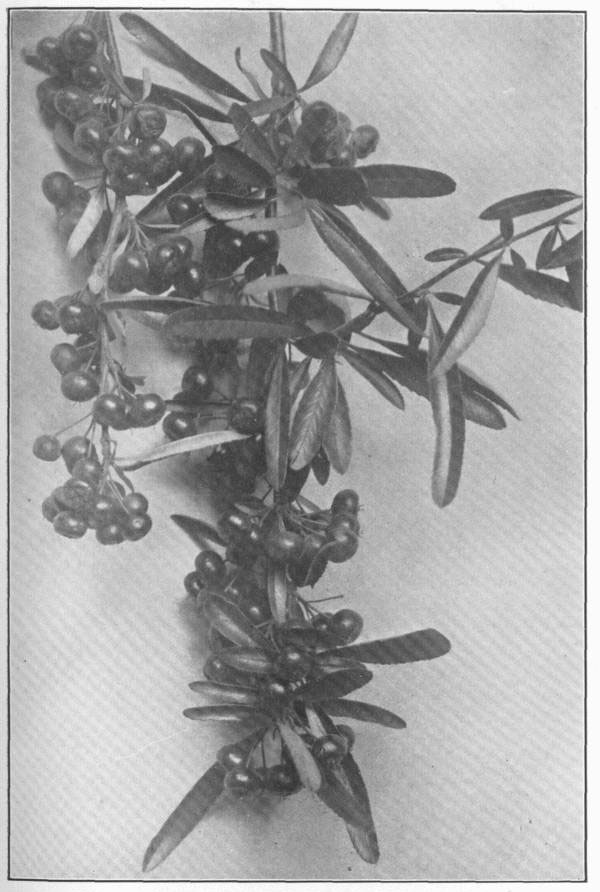 XIX. Pyracantha in fruit.
One of the best ornamental-fruited plants for the middle and milder latitudes.