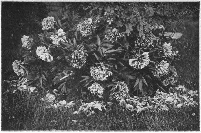 XVII. The peony. One of the
most steadfast of garden flowers.