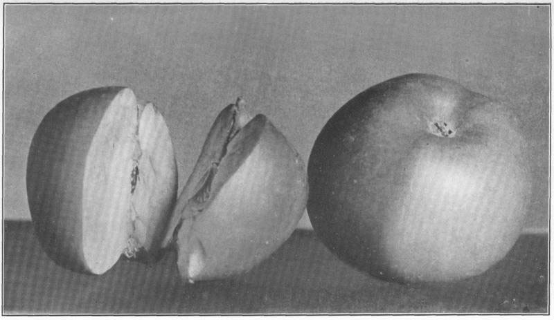 XXI. The king of fruits.
Newtown as grown in the Pacific country.