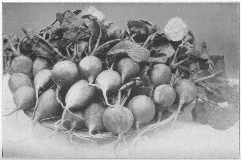 XXV. The garden radish,
grown in fall of the usual spring sorts.