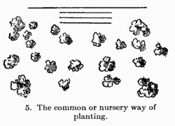 [Illustration: Fig 5. The common or nursery
way of planting]