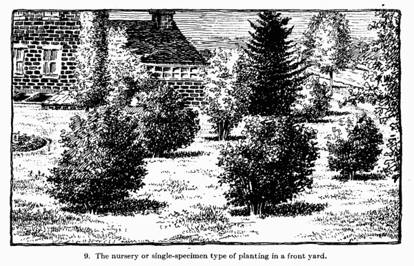 Illustration: The nursery or single-specimen type
of planting in a front yard