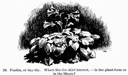 [Illustration: 28. Funkia, or day-lily. Where lies the chief
interest,--in the plant-form or in the bloom?]