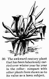[Illustration: 30. The awkward century plant
that has been laboriously carried over winter year by year in the cellar:
compare with other plants here shown as to its value as a lawn subject.]