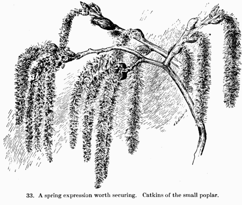 [Illustration: Fig. 33. A spring expression worth securing. Catkins of
the small poplar.]