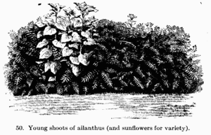 [Illustration: Fig. 50. Young shoots of ailanthus (and sunflowers for
variety).]