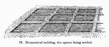 [Illustration: Fig. 78. Economical sodding,
the spaces being seeded.]