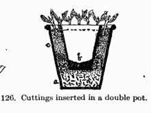 [Illustration: Fig. 126. Cuttings inserted in
a double pot.]