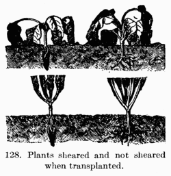 [Illustration: Fig. 128. Plants sheared and
not sheared when transplanted.]