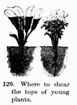 [Illustration: Fig. 129. Where to shear the
tops of young plants.]
