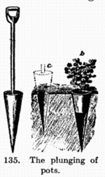 [Illustration: Fig. 135. The plunging of
pots.]