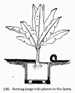 [Illustration: Fig. 136. Setting large
tub-plants in the lawn.]