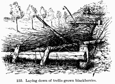 [Illustration: Fig. 155. Laying down of
trellis-grown blackberries.]