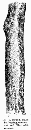 [Illustration: Fig. 161. A wound, made by
freezing, trimmed out and filled with cement.]
