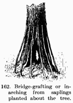 [Illustration: Fig. 162. Bridge-grafting or
in-arching from saplings planted about the tree.]