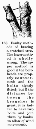 [Illustration: Fig. 163. Faulty methods of bracing a crotched tree. The
lower method is wholly wrong. The upper method is good if the bolt-heads
are properly counter-sunk and the bolts tightly fitted; but if the
distance between the branches is great, it is better to have two bolts
and join them by hooks, to allow of wind movements.]