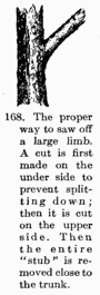 [Illustration: Fig. 168. The proper way to
saw off a large limb. A cut is first made on the under side to prevent
splitting down; then it is cut on the upper side. Then the entire “stub” is
removed close to the trunk.]