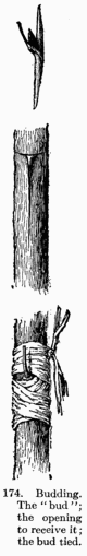 [Illustration: Fig. 174. Budding. The “bud”;
the opening to receive it; the bud tied.]