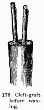 [Illustration: Fig. 176. Cleft-graft before
waxing.]