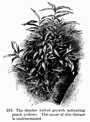 [Illustration: Fig. 215. The slender tufted growth indicating peach
yellows. The cause of this disease is undetermined.]