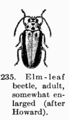 [Illustration: Fig. 235. Elm-leaf beetle, adult, somewhat enlarged
(after Howard).]