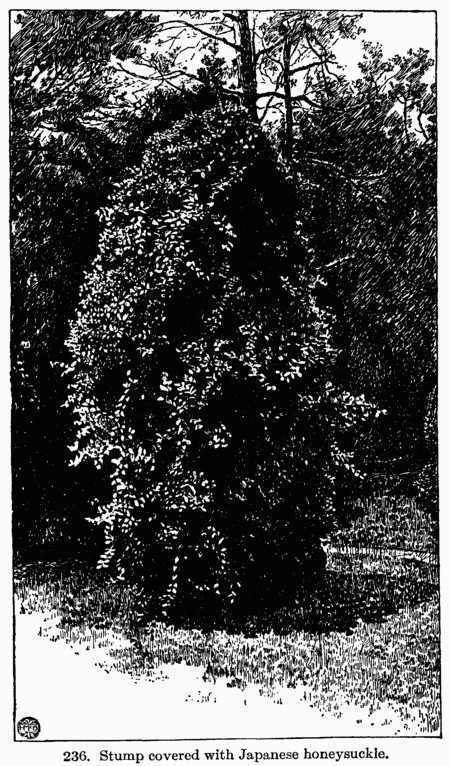[Illustration: Fig 236. Stump covered with
Japanese honeysuckle.]