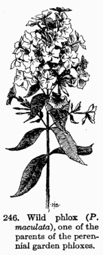 [Illustration: Fig. 246. Wild phlox (_P. maculata_), one of the parents
of the perennial garden phloxes.]
