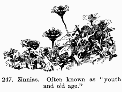 [Illustration: Fig. 247. Zinnias. Often known
as “youth and old age.”]