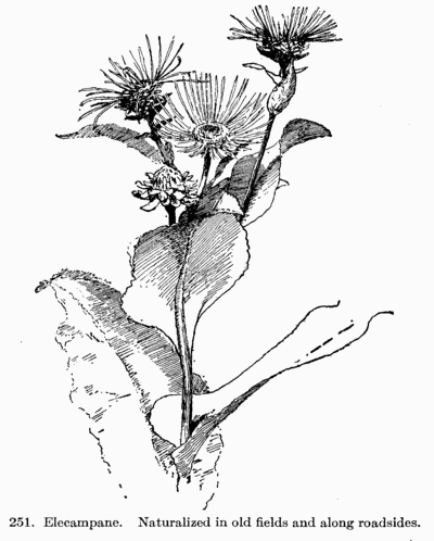 [Illustration: Fig. 251. Elecampane.
Naturalized in old fields and along roadsides.]