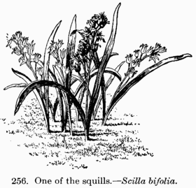 [Illustration: Fig 256. One of the
squills.--_Scilla bifolia_.]