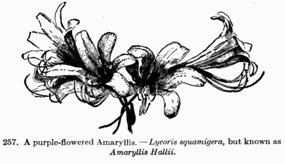 [Illustration: Fig. 257. A purple-flowered
Amaryllis.--_Lycoris squamigera_, but known as _Amaryllis Hallii_.]