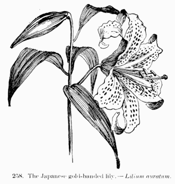 [Illustration: Fig. 258. The Japanese gold-banded lily.--_Lilium
auratum_]