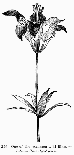 [Illustration: Fig. 259. One of the common wild lilies.--_Lilium
Philadelphicum_.]