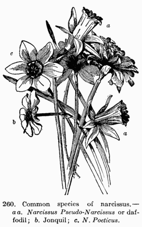 [Illustration: Fig. 260. Common species of narcissus.--_a a. Narcissus
Pseudo-Narcissus_ or daffodil; _b._ Jonquil; _c. N. Pœticus_.]