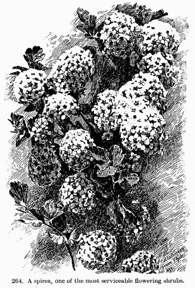 [Illustration: Fig. 264. A spirea, one of he
most servicable flowering shrubs.]