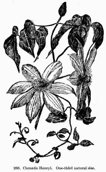 [Illustration: Fig. 266. Clematis Henryi.
One-third natural size.]