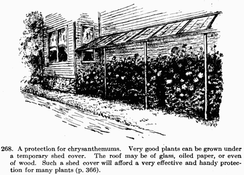 [Illustration: Fig. 268. A protection for chrysanthemums. Very good
plants can be grown under a temporary shed cover. The roof may be of
glass, oiled paper, or even of wood. Such a shed cover will afford a
very effective and handy protection for many plants.]