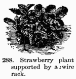 [Illustration: Fig. 288. Strawberry plant
supported by a wire rack.]