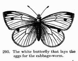 [Illustration: Fig. 295. The white butterfly
that lays the eggs for the cabbage-worm.]